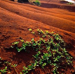 《空洞骑士：丝绸之歌》旧域名过期 官方启用新域名